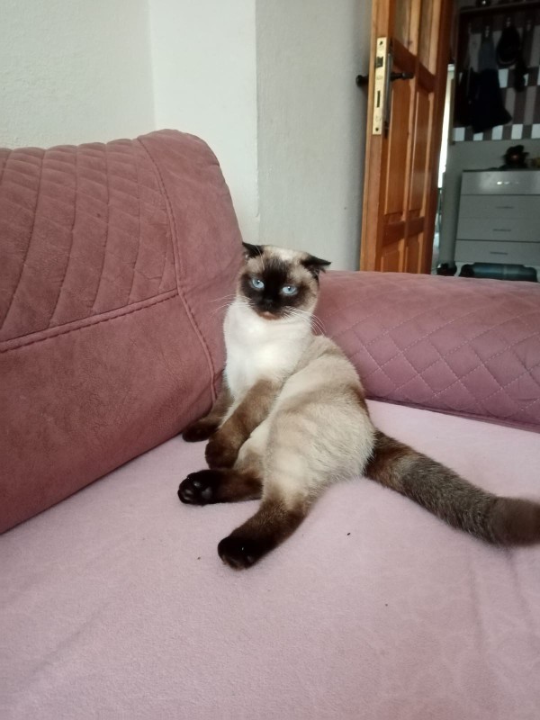 Kedi sahiplenmek istiyorum. Tavsiyeler verir misiniz?