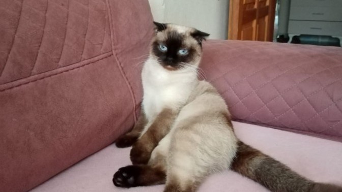 Kedi sahiplenmek istiyorum. Tavsiyeler verir misiniz?