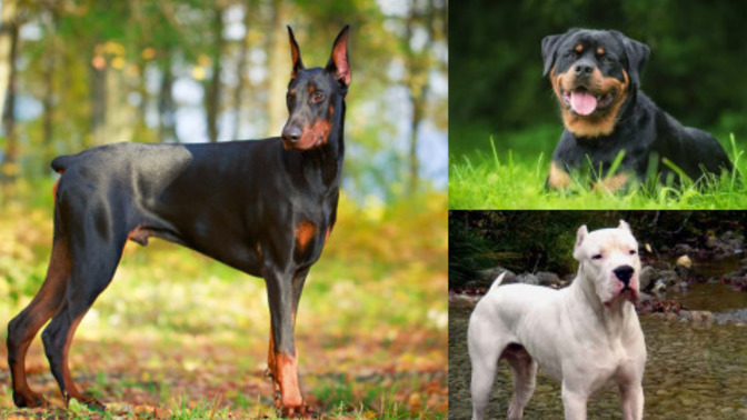 Rottweiler mi, Doberman mı, Dogo mu?