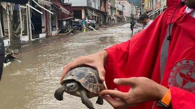 Batı Karadeniz selinde kaybettiğimiz hayvanlar olduğu gibi içimizi ısıtan görüntüler de oldu, bakar mısınız masumluğa?