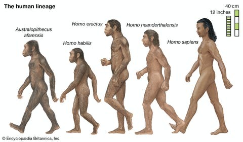 Evrime inanıyor musunuz ey homosaphienler?