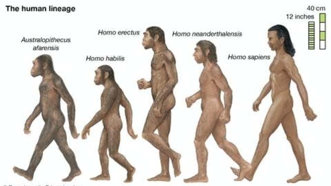 Evrime inanıyor musunuz ey homosaphienler?