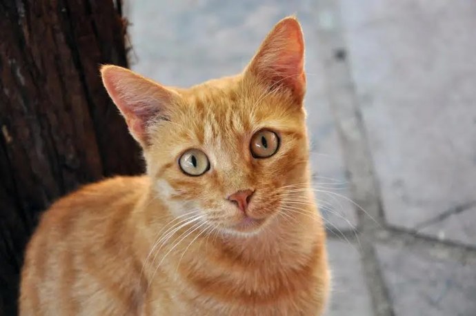 Kedim çok saldırgan nasıl sakinleşir?