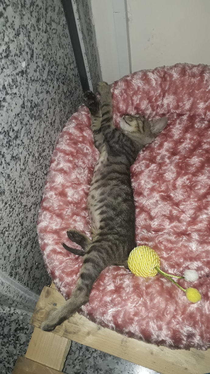 Bunun cinsi mi farklı?