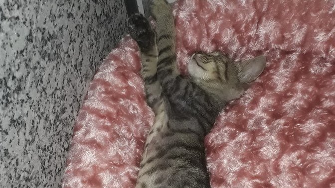 Bunun cinsi mi farklı?