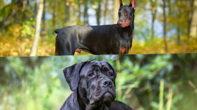 Cane Corso mı yoksa Doberman mı?