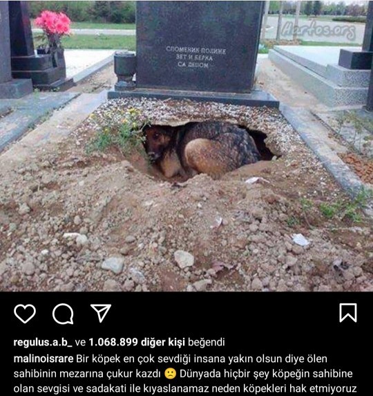 Köpek sevmeyenler utanabilir mi?