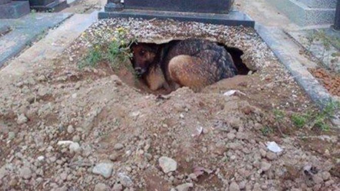 Köpek sevmeyenler utanabilir mi?