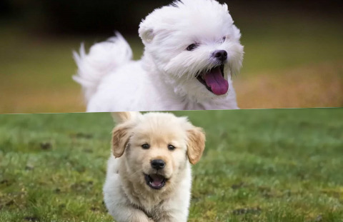 Maltese Terrier mi yoksa Golden mi?