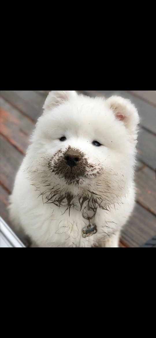 Maltese Terrier mi yoksa Golden mi?