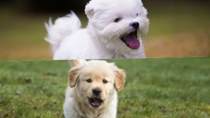 Maltese Terrier mi yoksa Golden mi?