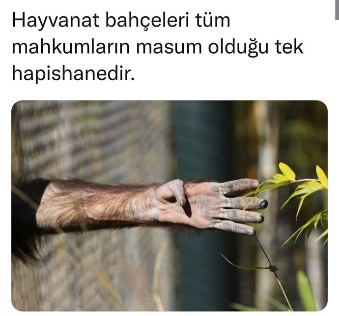 Hayvanat bahçeleri kaldırılmalı mı?