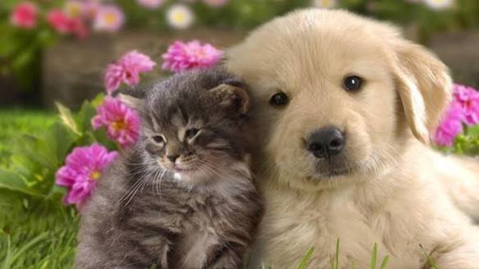 Kediler mi daha sadık köpekler mi?