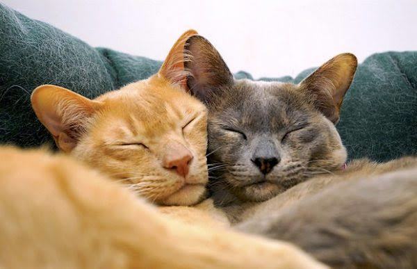 İki kedi nasıl alıştırılır?