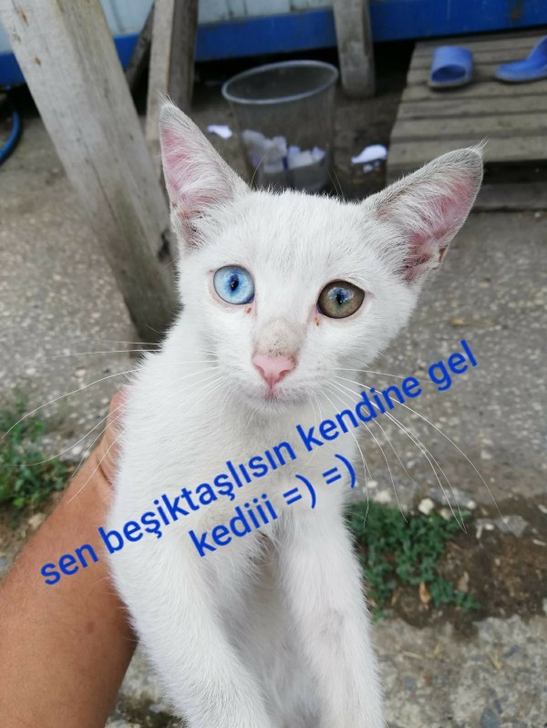 Eğer bir kediye bakmak isteseydiniz cins kedi mi alırdınız yoksa sahiplenir miydiniz?