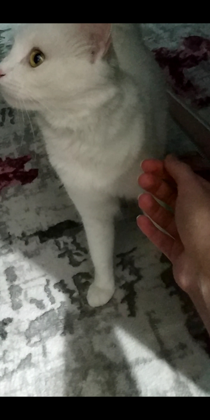 Evcil hayvanınız var mııı?