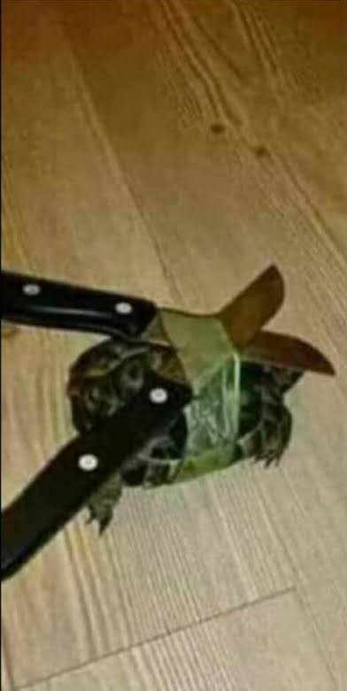 Evcil hayvanınız var mııı?