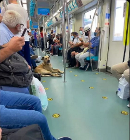 Toplu taşımayı kullanarak tüm İstanbul’u gezen köpek tespit edildi! Denk gelsen sever miydin?