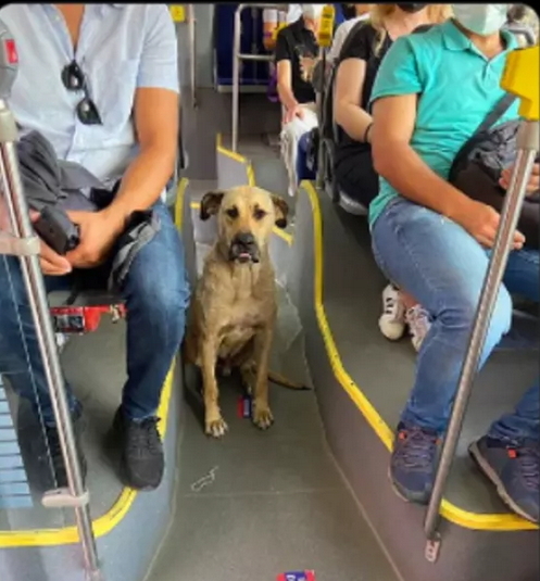 Toplu taşımayı kullanarak tüm İstanbul’u gezen köpek tespit edildi! Denk gelsen sever miydin?