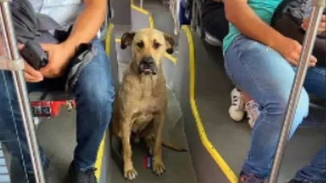 Toplu taşımayı kullanarak tüm İstanbul’u gezen köpek tespit edildi! Denk gelsen sever miydin?