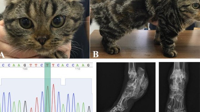 Scottish fold kedileri sağlıklı mı, değil mi?