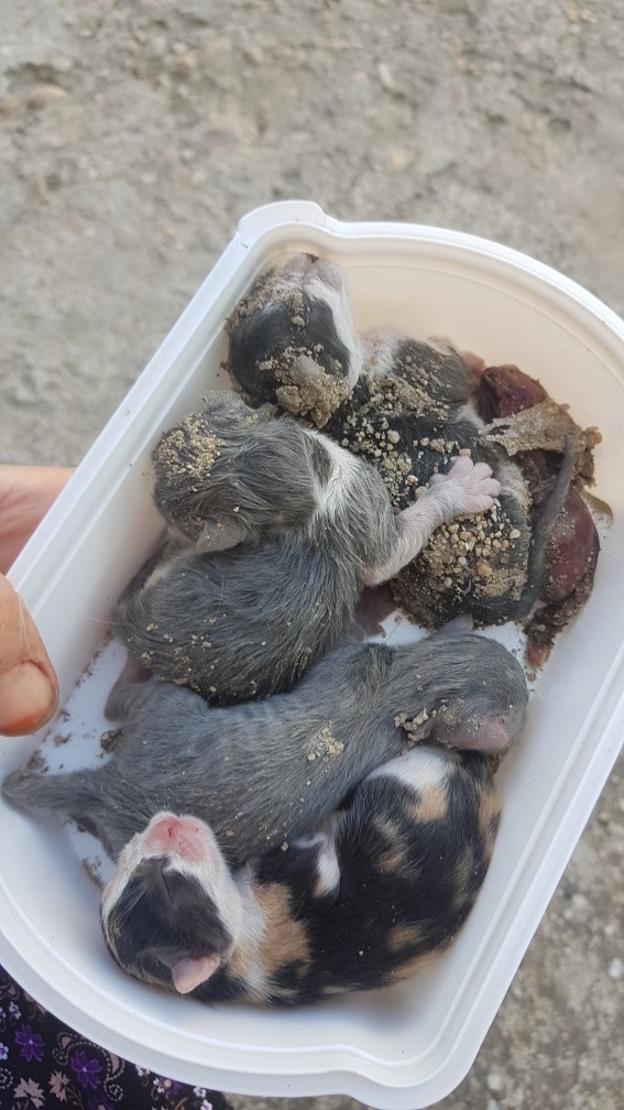 Yavruların annesi bakmıyor, ne yapmalıyım?