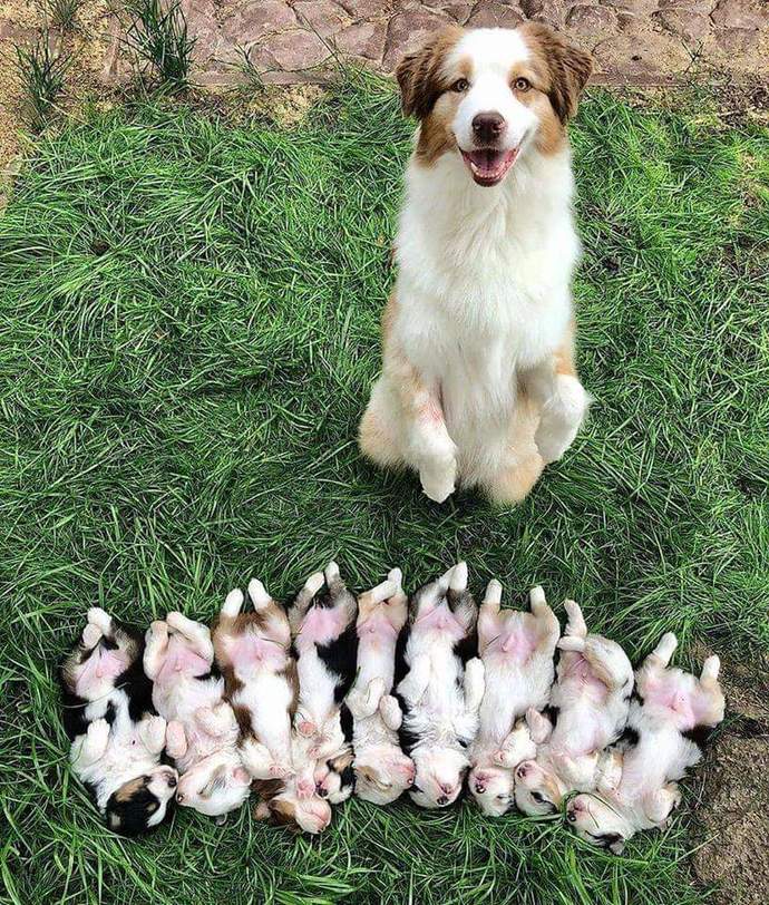 İmkanınız olsa kaç köpek birden beslemek isterdiniz?