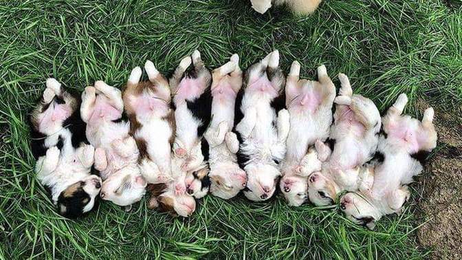 İmkanınız olsa kaç köpek birden beslemek isterdiniz?