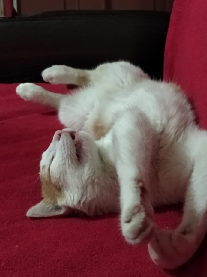 Kedilerin hangi hareketlerini garip buluyorsun?