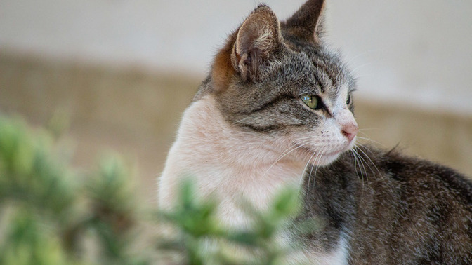 Kedi almayı düşünüyorum, nelere dikkat etmeliyim?