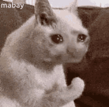 Cok efkarlanmışsiniz, dertleşecek hiç insan da kalmamış çevrende, hangi hayvanla dertleşmek isterdin😿?