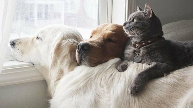 Kedi ile köpek aynı ev içerisinde anlaşabilir mi?