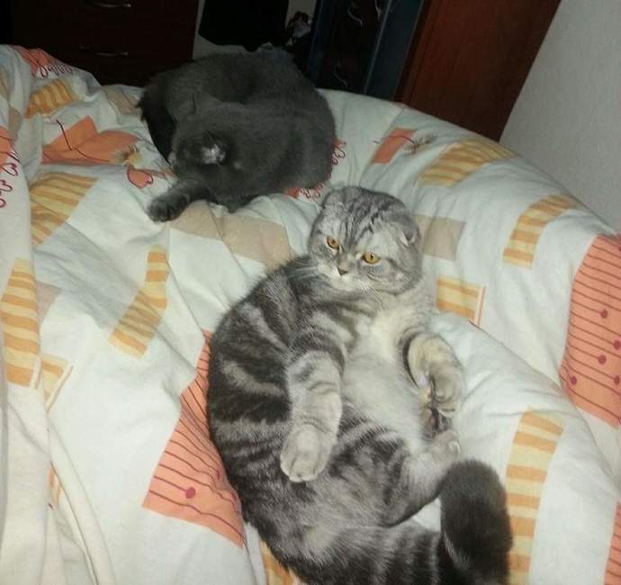 Yeni aile üyelerimize isim arıyoruz sizce?