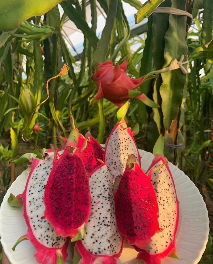 Pitaya (ejder) meyvesi serası kurmaya karar verdim. 🤔 Daha önce yediniz mi?