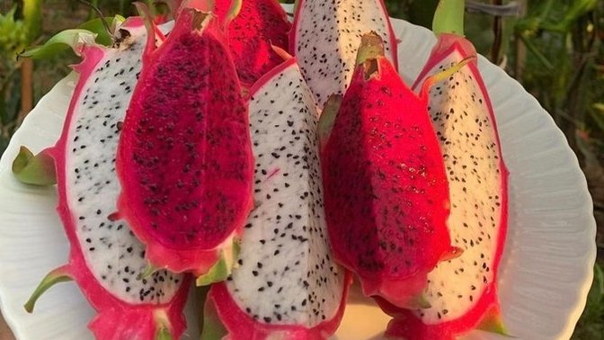 Pitaya (ejder) meyvesi serası kurmaya karar verdim. 🤔 Daha önce yediniz mi?