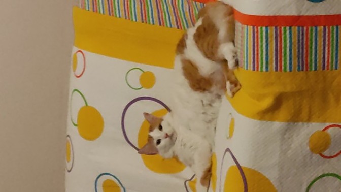 Kedim yatağıma işemiş buna ne ceza vereyim?