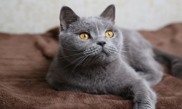 En minnoş bulduğun kedi cinsi hangisi?