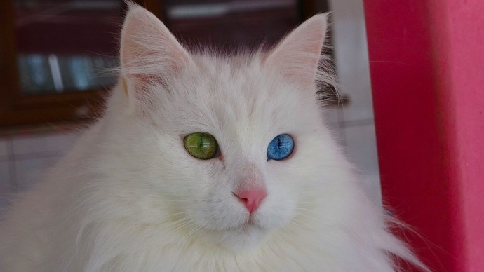 En minnoş bulduğun kedi cinsi hangisi?