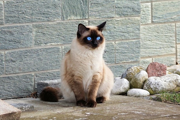 En minnoş bulduğun kedi cinsi hangisi?