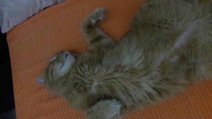 En minnoş bulduğun kedi cinsi hangisi?