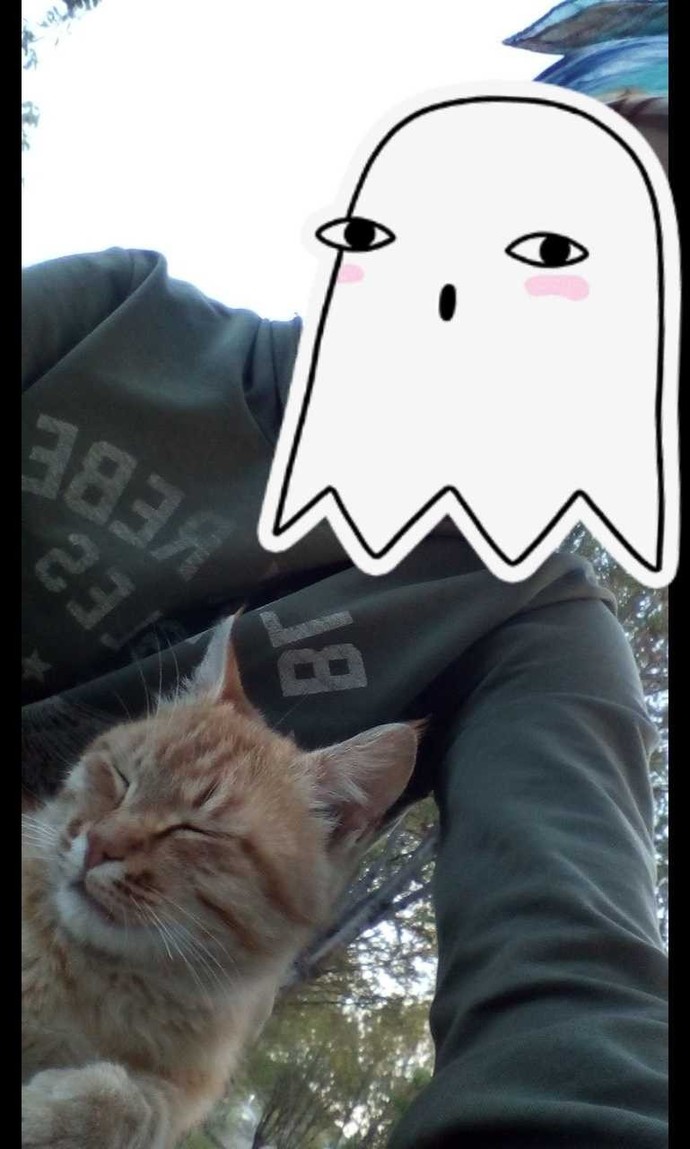 En minnoş bulduğun kedi cinsi hangisi?