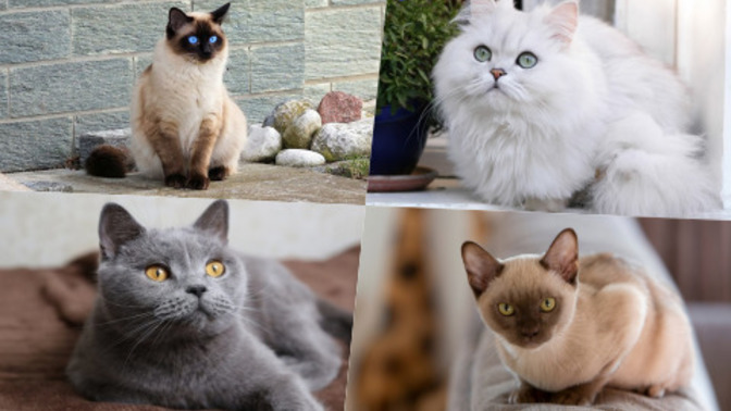 En minnoş bulduğun kedi cinsi hangisi?