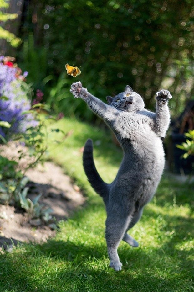 Kedi maması seçerken nelere dikkat etmeliyiz?