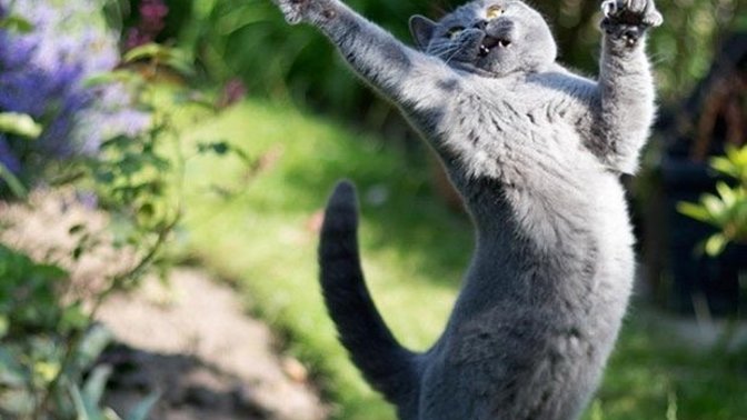 Kedi maması seçerken nelere dikkat etmeliyiz?