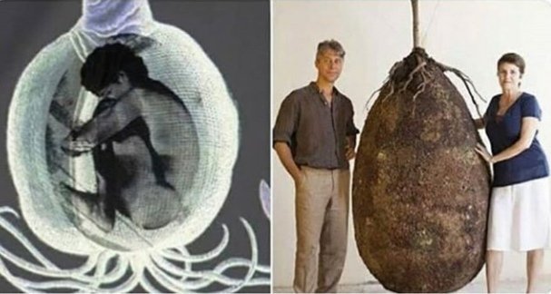 Tabutlara veda vakti. Bu organik mezar kapsülleri, sen öldükten sonra vücudunu bir ağaca dönüştürüyor. Bunu ister miydiniz?