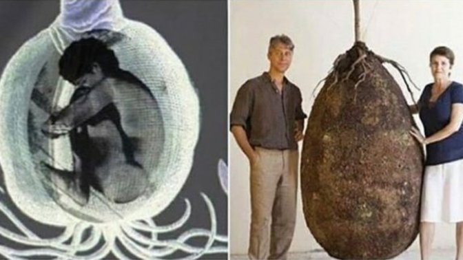 Tabutlara veda vakti. Bu organik mezar kapsülleri, sen öldükten sonra vücudunu bir ağaca dönüştürüyor. Bunu ister miydiniz?