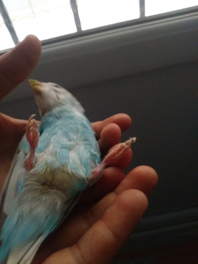 Yavru Muhabbet Kusunun Ayagi Kirildi Mi Incindi Mi Kizlarsoruyor Yavru Muhabbet Kusunun Ayagi Kirildi Mi Incindi Mi Kizlarsoruyor