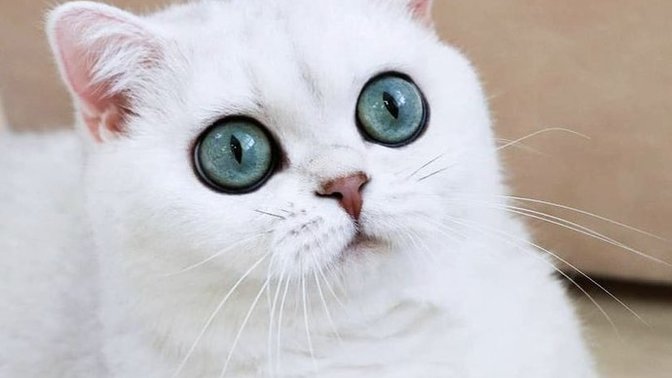 Evcil hayvanların fiyatı neden çok pahalı?
