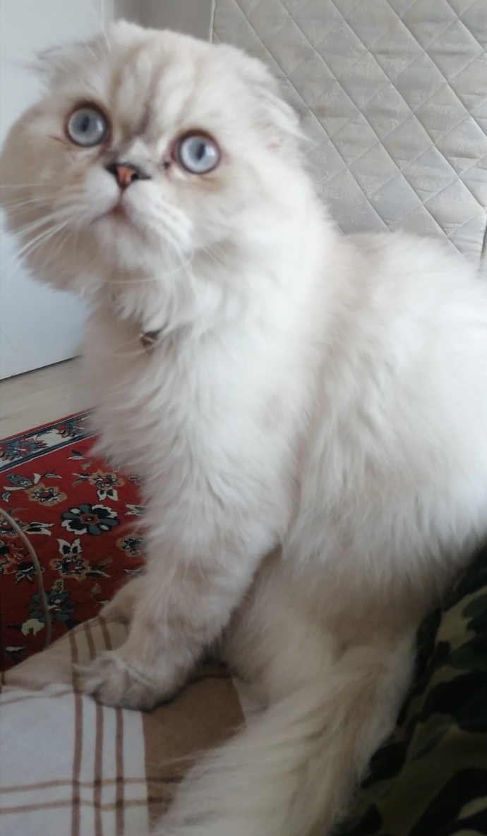 8 aylık kırma kendileri 🐈🐈