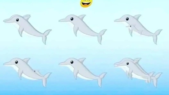 Kaç tane Yunus olduğunu bulabilecek misiniz 🤔?